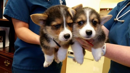 corgi-addict:  Our babies Alan(L) and Grace® at the vet for the first time. They gave them lots of attention.