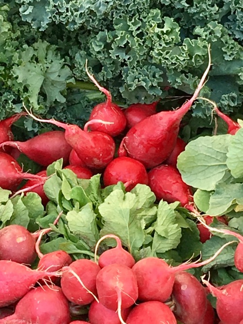 Radishes and Greens, Oak-Marr Farmers Market, Fairfax, 2016.Though this was taken in late summer, th