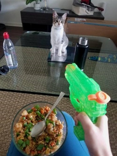 “Got a new kitten who has no fear, this is how I have to eat”