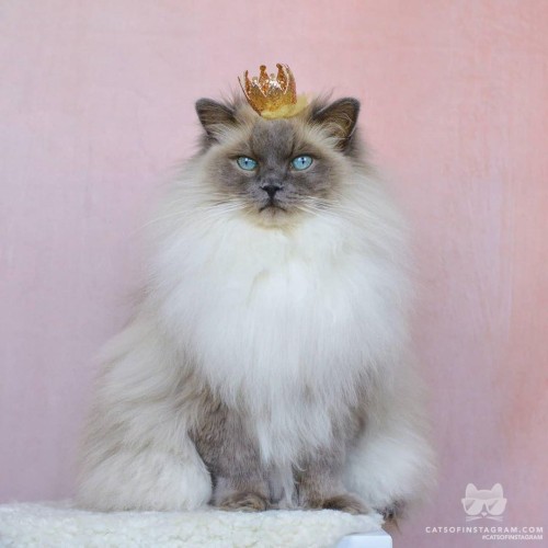 catsofinstagram:  From @phillypurr: “King