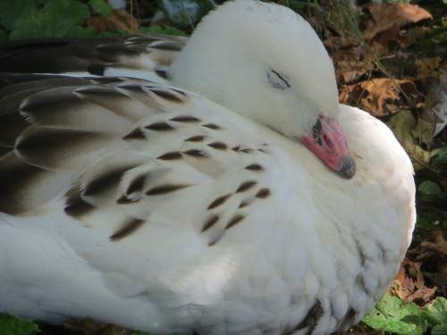 A super sleepy Andean Goose at WWT Slimbridge.This little cutie (look at that tiny pink beak!) is no