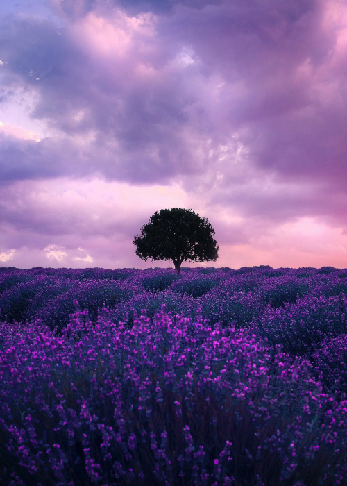 coiour-my-world:“Lavender Fragrant Village” | Lavanta Kokulu Köy | Turkey || cumacevikphoto