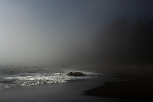 thealienemily: Fog by Bill Daly