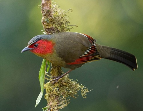 typhlonectes:Red-faced Liocichla, Liocichla ripponi, Mai Fang, Doi Lang, Chiang Mai Thailandphot