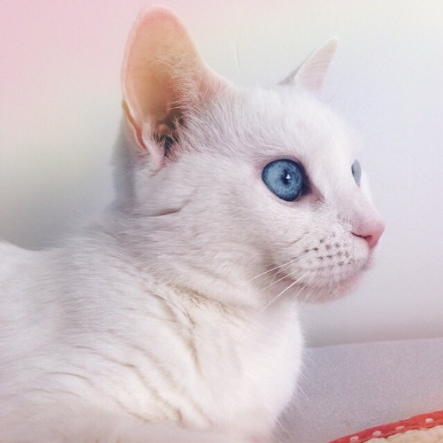 lovelyie:Baby’s got blue eyes