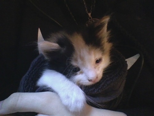 h-ski3 - 🇵🇸 train cat brainrot real