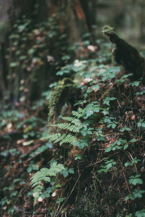 The woods are lovely, dark, and deep