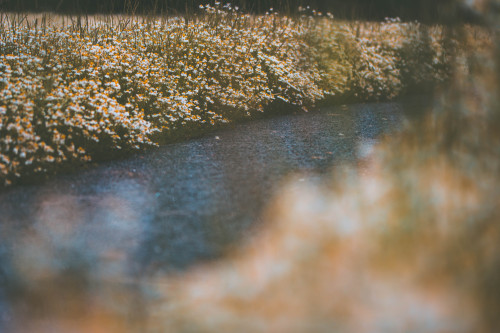  Ein Kamillenfeld irgendwo am Rande eines Dorfes.[A chamomile field somewhere at the edge of a villa