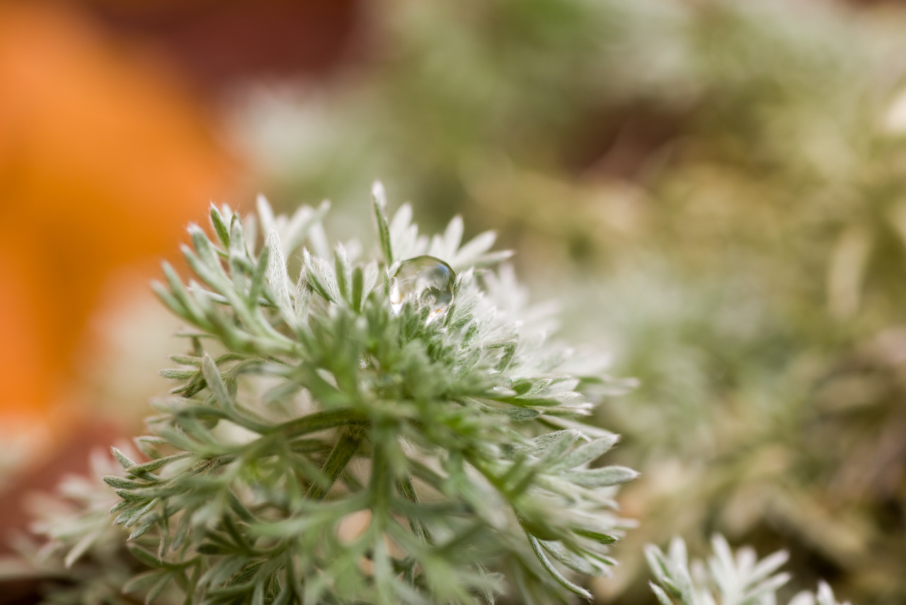 朝霧草tumblr Posts Tumbral Com 朝霧草tumblr Posts Tumbral Com