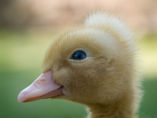 Crested duckling