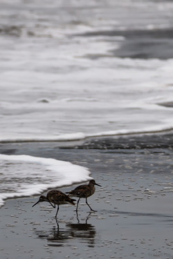 cpleblow: bird tango ©cpleblow (this morning at marshal beach) 