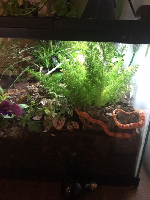 amazingpetenclosures:Beautiful, bioactive corn snake setup