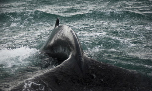 worldofwhales:Iceland - Humpback whale “Just 3 meters in front of our boat this humpback whale decid