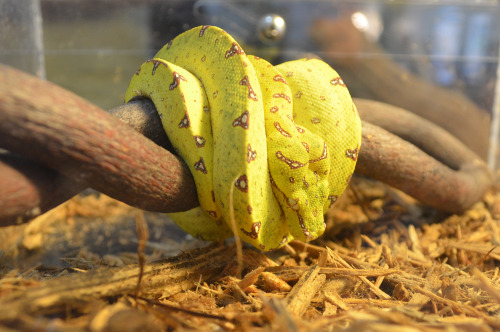 fuckyeahballpythons:  GTP neonate and a Rhino Ratsnake from East Bay Vivarium, two of my favourite photos from the day.   