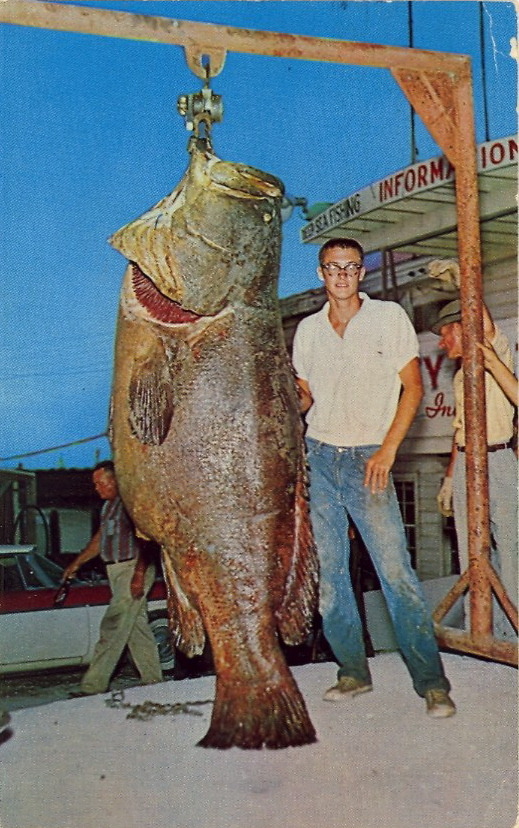 The Inscrutable Exhortations of my Soul — bad-postcards: JEWFISH This giant  fish, weighing