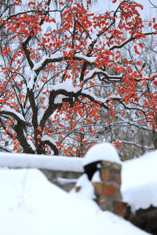 changan-moon:Persimmon trees in winter snow, an imagery of the 17th twenty-four solar term 霜降shuangj