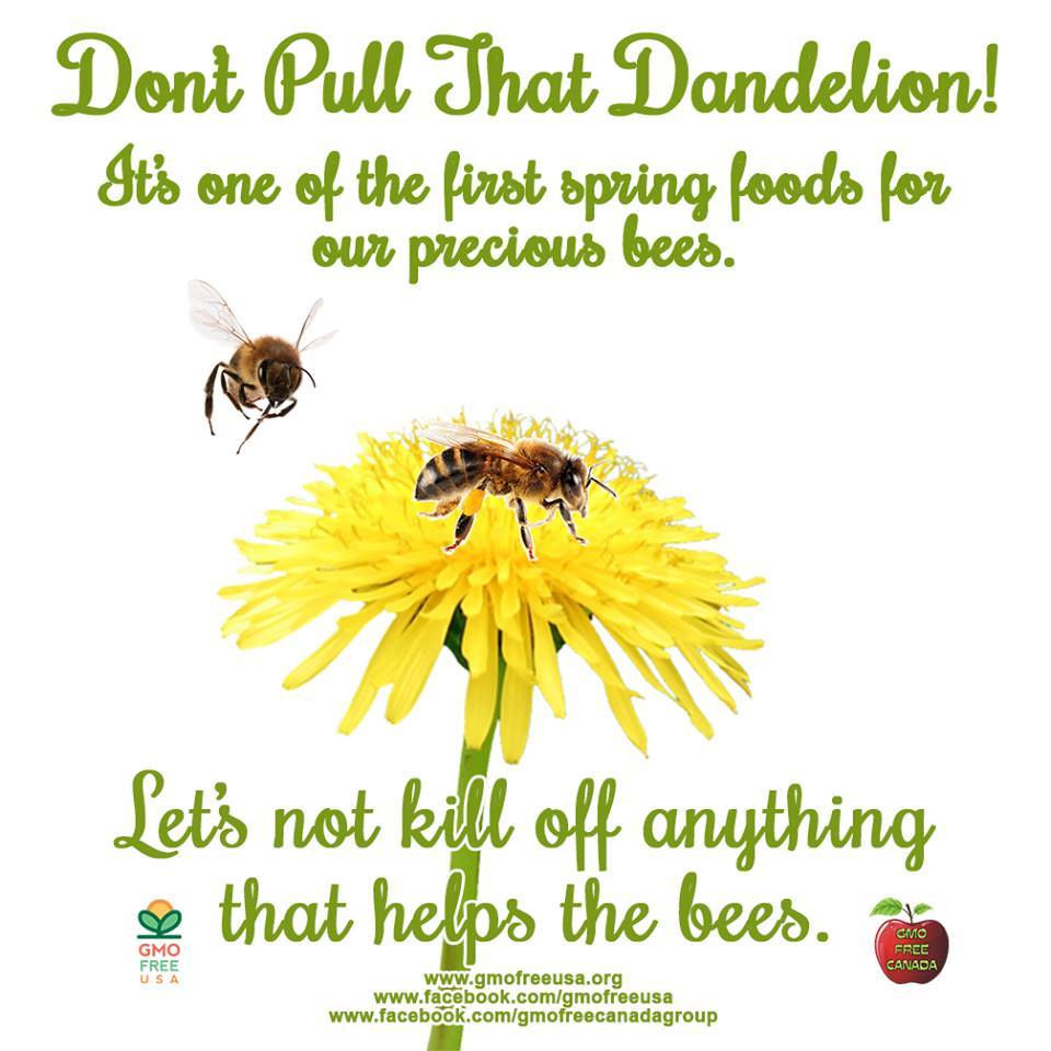 deathbywizard:  Dandelions deserve a gold medal. One of the first links in that magical
