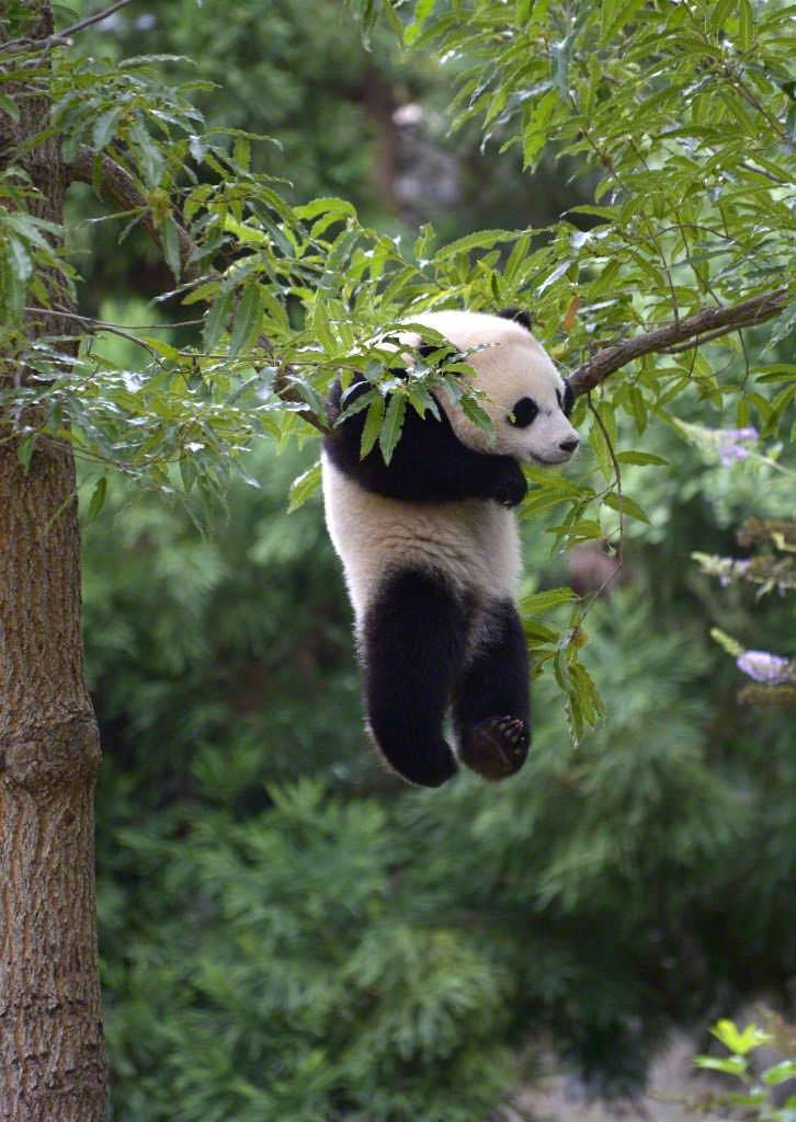 crappyanimalfacts:  After a bath or heavy rain young pandas take about 15-20 minutes