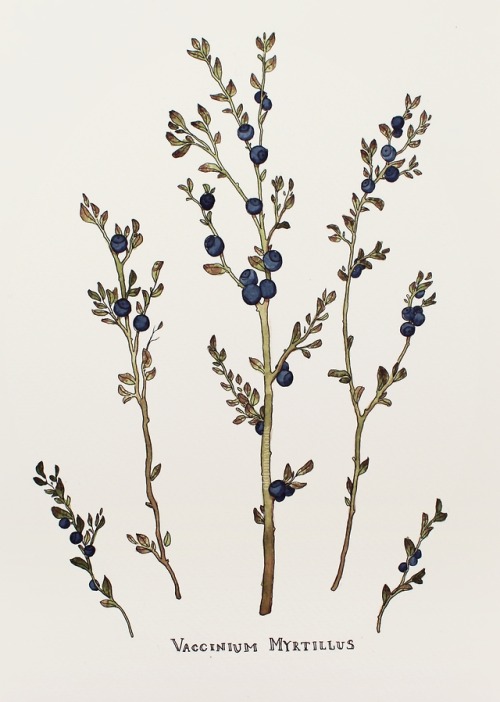 oldpinewoods:A gift I painted for my granny’s birthday. Vaccinium Myrtillus are european blueberries