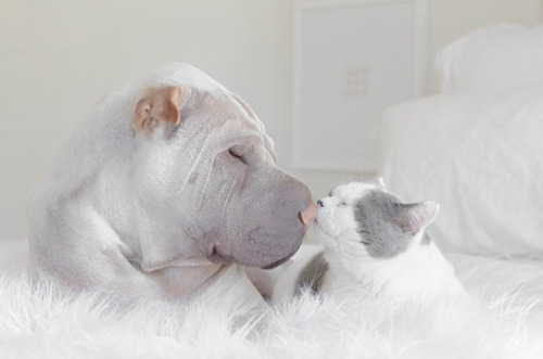 hungryghoast: catsbeaversandducks: Paddington the Dog and Butler the Cat Best friends ever! Photos