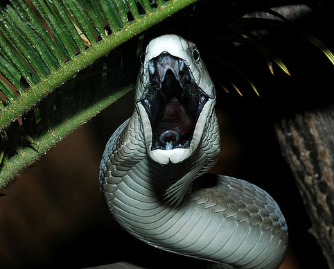 &ldquo;But only with the black mamba is death certain.&rdquo;