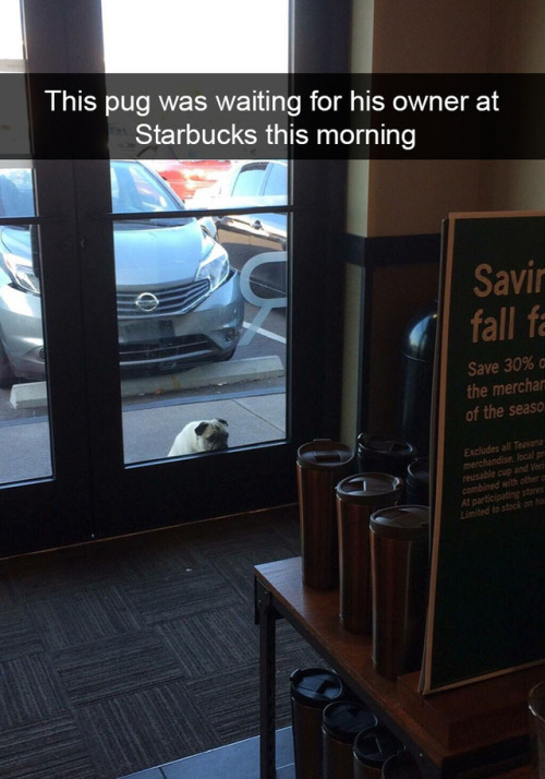 animalsnaps