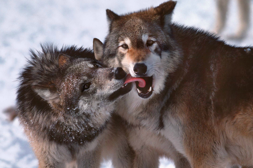 atraversso:  Wildlife  by Jim Brandenburg 