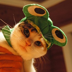 catsbeaversandducks: Happy Halloween! Photos