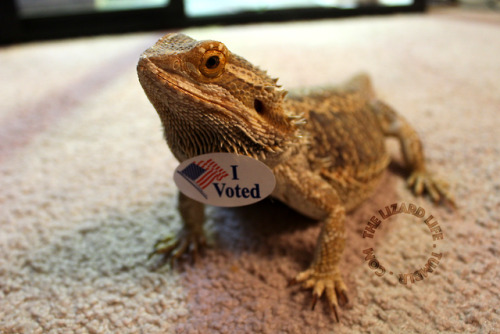Votes for dragons!(If you’re in the US, remember to vote for your favorite lizard people!)