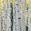 birchforest