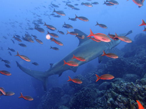 Scalloped Hammerhead, Pacific Creolefish by T2inSF on Flickr.