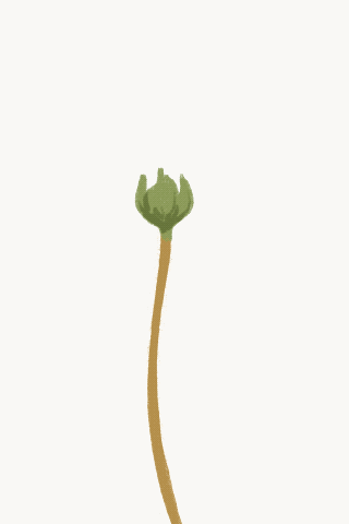 Animation Practice With A Dandelion :p