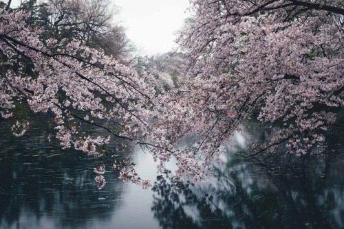 takashiyasui: Tokyo in spring