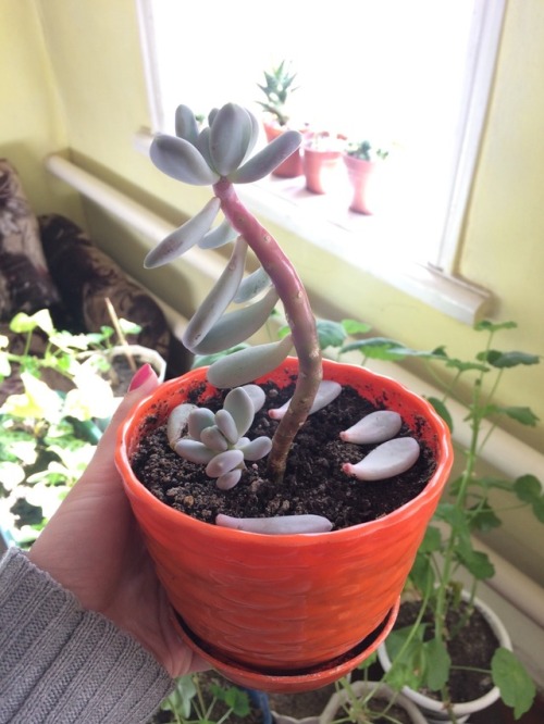 cactusandrain: Hello! My cat dropped my pachyphytum, can it grow the leaves again? Or will it remain