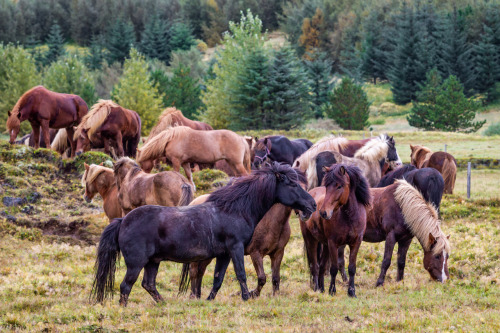 visualizedmemories: Horses relaxing after days of réttir (Icelandic sheep round-up)