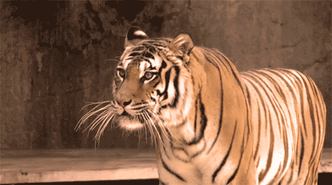 thecompletelycrazycam:  MEOW