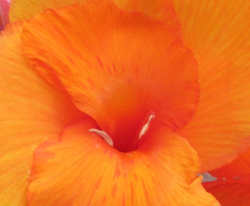 Flowerishness:    Canna Hybrida (Large-Flowered Cana Lily)Cana Lilies Are One Of