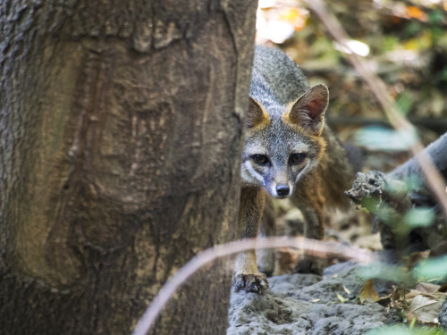 Unfortunately the friendly nature of these gray foxes is often caused by people who may or may not k