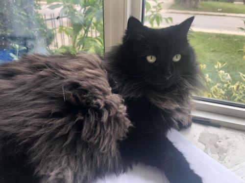 cutecatpics:Queen Floof, Renesme Source: Fistandantalus on catpictures.