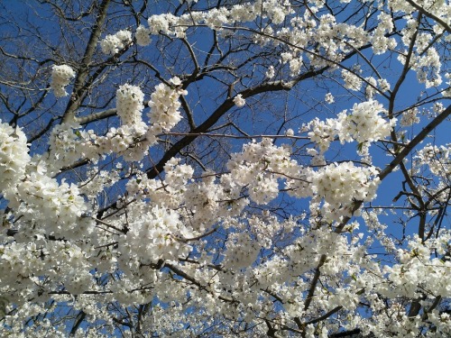 nature-ids:surr0unds:manhattan [image ID: two photographs of a blooming cherry tree taken against a 