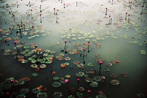 mykindafairytalee:  untitled by Rex-siu on Flickr. 