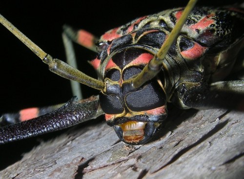 onenicebugperday: As requested, some funky lads from the Amazon Rainforest! I couldn’t choose just o