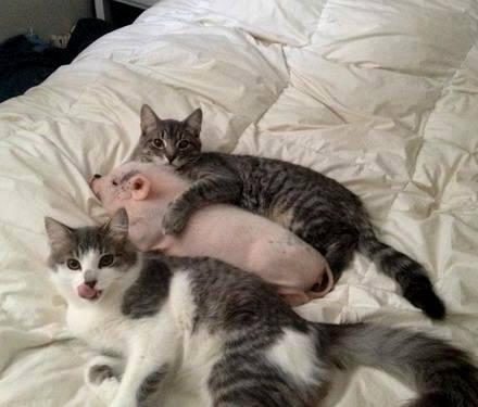 clash-humor:  Just a couple of cats, nothing to see here…