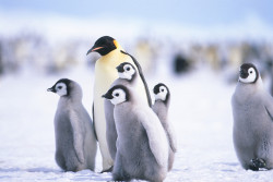 wolverxne:  Emperor Penguins | (by: Exodus Travels)