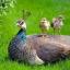 thepeahen