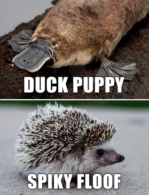 rarest-beauty:tastefullyoffensive:Alternate Names for Animals (photos via Imgur)Related: Name Improvements for Everyday StuffFart squirrel FLAP FLAP! OMG! ASSHOLE XD *snort*I’m sorry. I’m dying. This was way too fucking funny XD