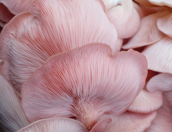 la-vie-en-r0se-x: pirumparummoved: Pleurotus djamor - pink oyster mushroom  I have never been more attracted to a mushroom 