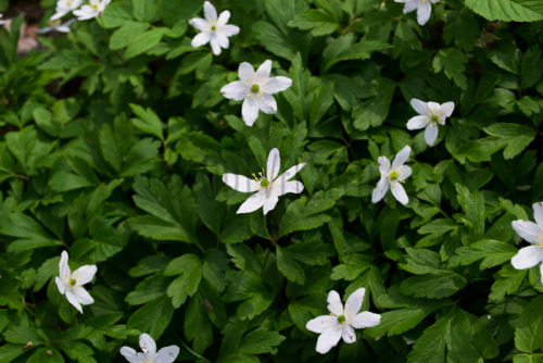 danmarks-natur:The forests in Denmark are covered in blooming wood anemones (Anemone nemorosa).De he
