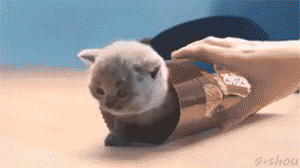 iraffiruse:  Where Kittens Come From [video]