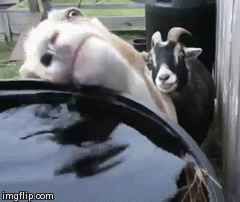 johnny-santiago:  hazelxfaerie:  iraffiruse:  [via]  im screaming  Ahahahahaha 